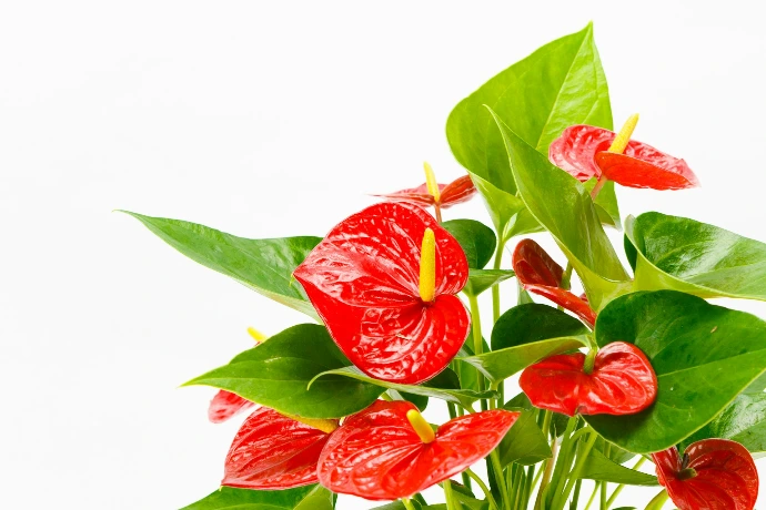 a vase filled with red flowers and green leaves