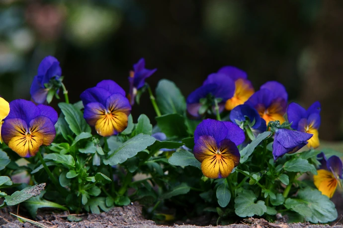 Vibrant pansies bloom in a lush garden.