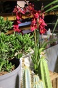 Orchidée Cambria Nelly