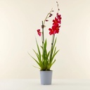 Orchidée Cambria Nelly