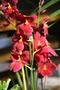 Orchidée (arrivage de la semaine)