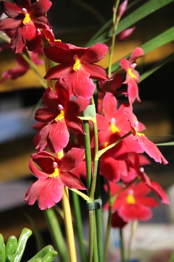 Orchidée (arrivage de la semaine)